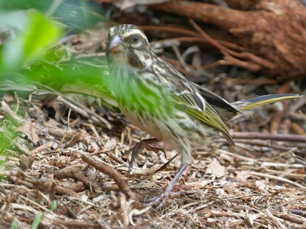 <h3><a href="/trips/tanzania/biota/animalia/chordata/aves/040 passeriformes/121 fringillidae/crithagra striolata/crithagra striolata-nl.html">Crithagra&nbsp;striolata</a> / Streaky&nbsp;seedeater / Gestreepte&nbsp;kanarie</h3>OM-1 Mark II met OLYMPUS M.150-400mm F4.5, 1/2000 sec  bij F4.5, ISO 10000, afstand 8.52&nbsp;m